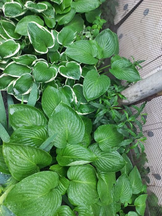 Хоста  взрослая взрослый куст