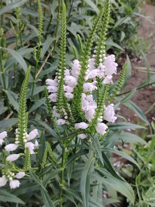 Физостегия виргинская сорт Альба-светолюбивое, обильно цветущее , расс