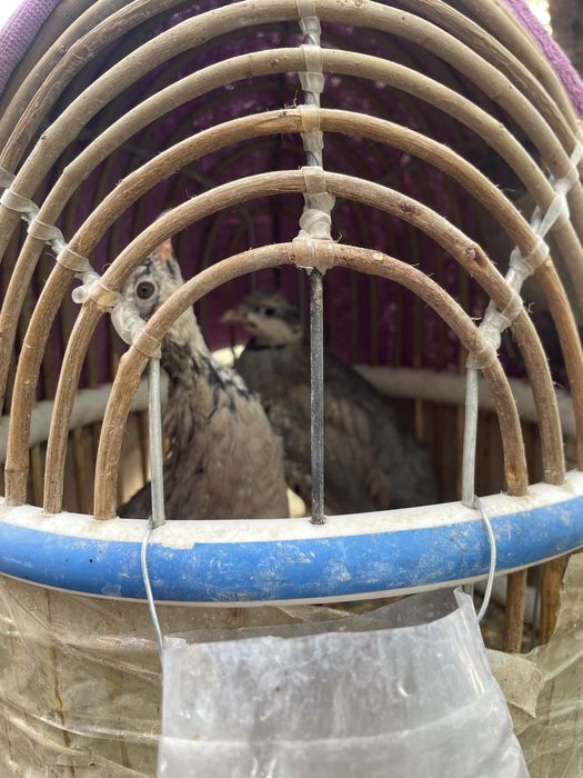 Каклик тог куши кыргстон дан келган