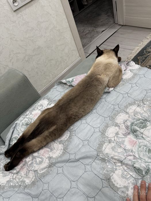 Отдаем кота ( кострированный)