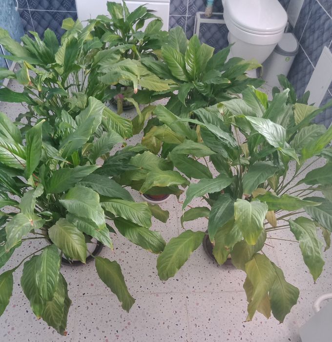 Продаётся цветок, женский счастье