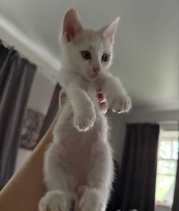 Котята в добрые любящие семьи