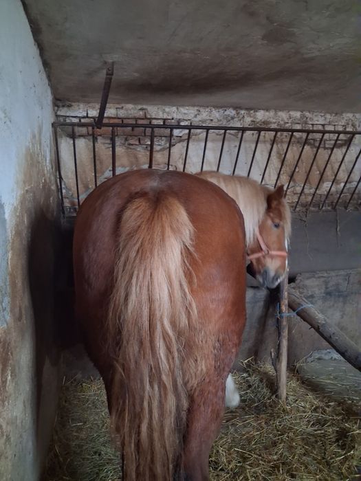 Vind minza de doi ani