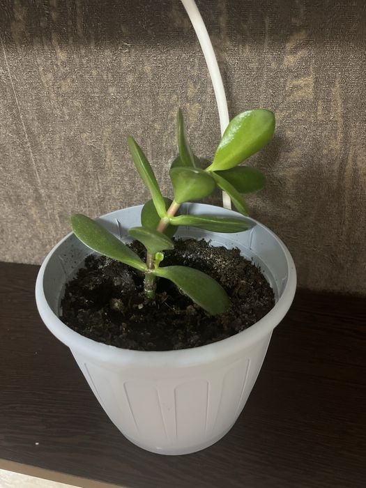 Денежное дерево и кактусы.