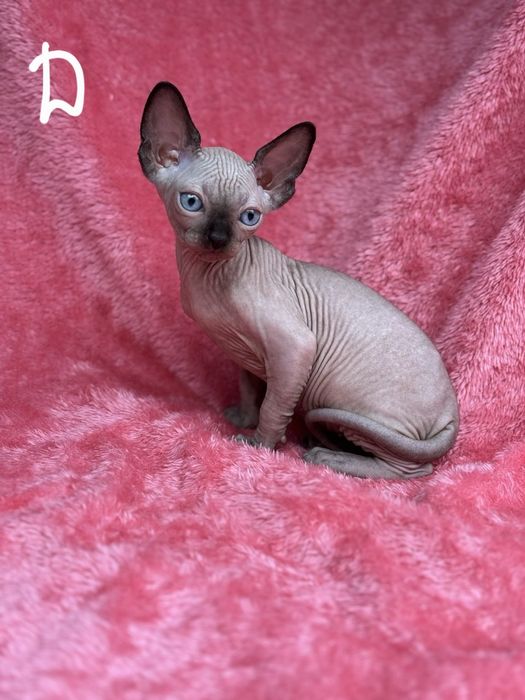 Котята канадского сфинкса