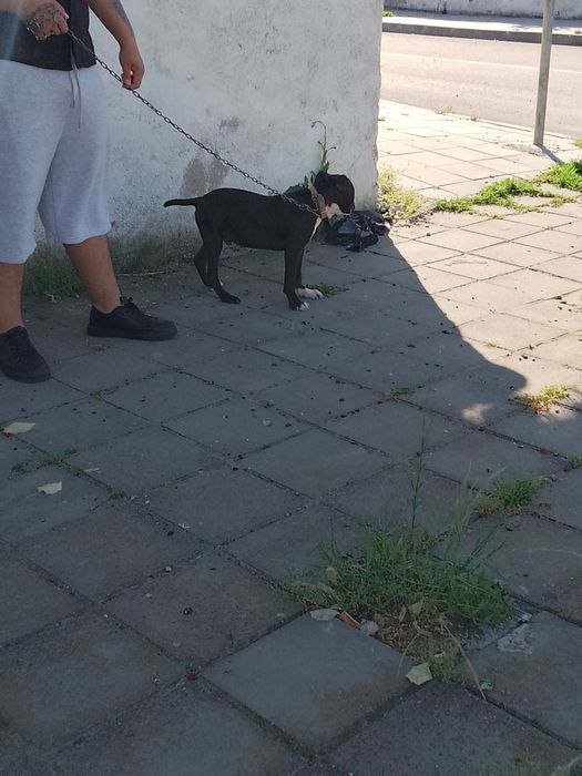 Чистокръвен Питбул