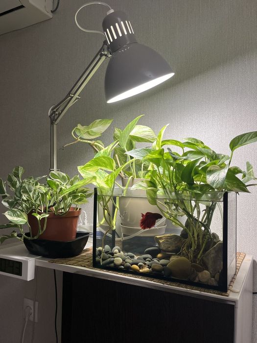 Ремонт и обслуживание аквариума