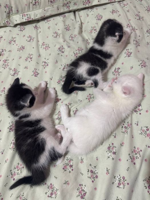 Продаются котята