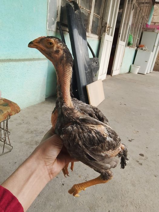 Дакан шоже сатылады