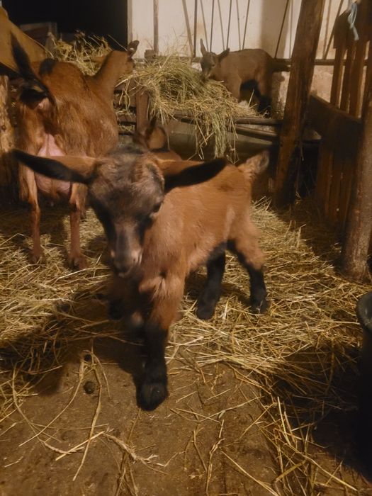 Vand 3 iezi(tapi)ciutii genetic, alpina franceza!