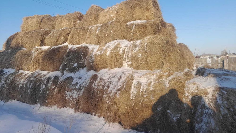 Продам сено в рулонах
