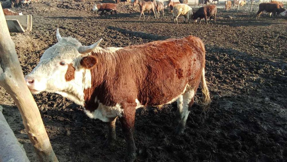 продажа скот КРС СХ