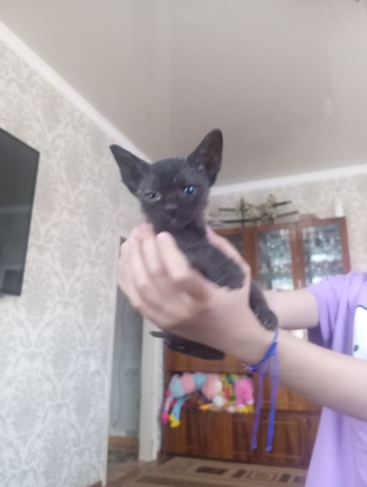 Отдам котят в добрые руки