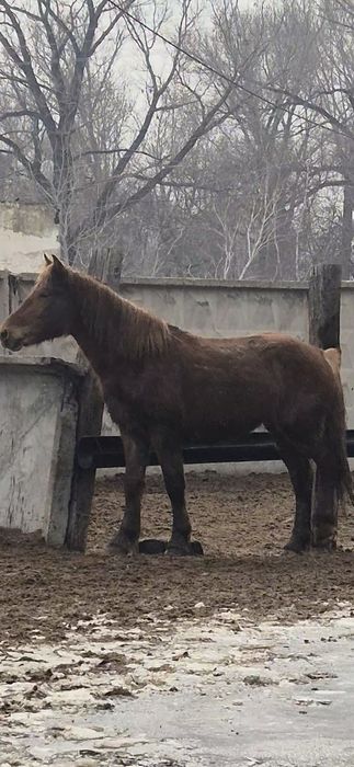 Айгыр Жеребцы ...