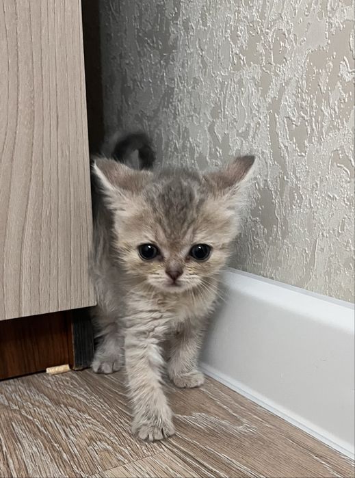 Очаровательные шотландские котята в поисках семьи