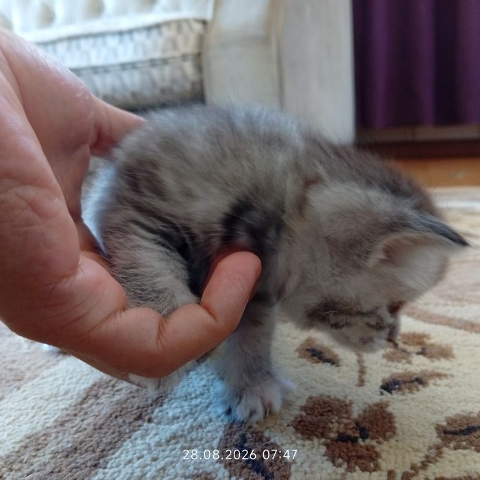Котенки срочно по причине аллергии