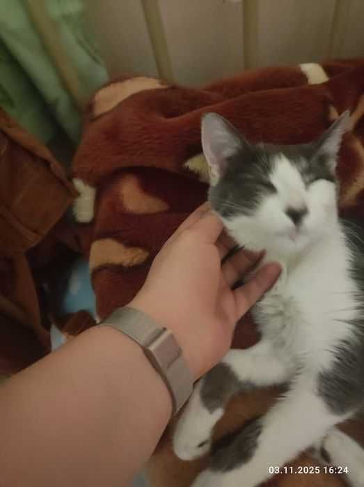 Ручная ласковая кошка