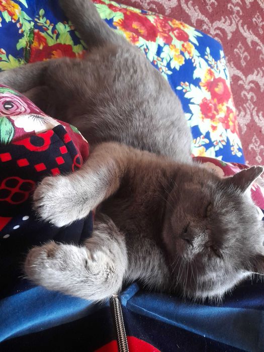 Zotdor uy mushugi srochna sotiladi