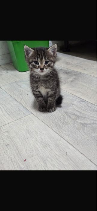 Ищем дом котенку
