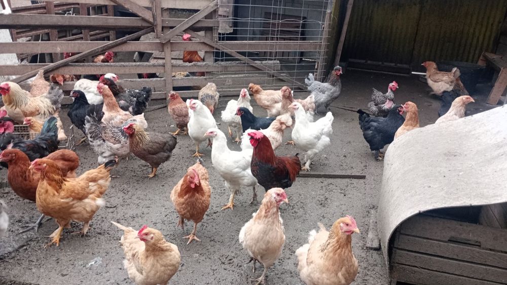 Ouă de casa,din gospodăria proprie