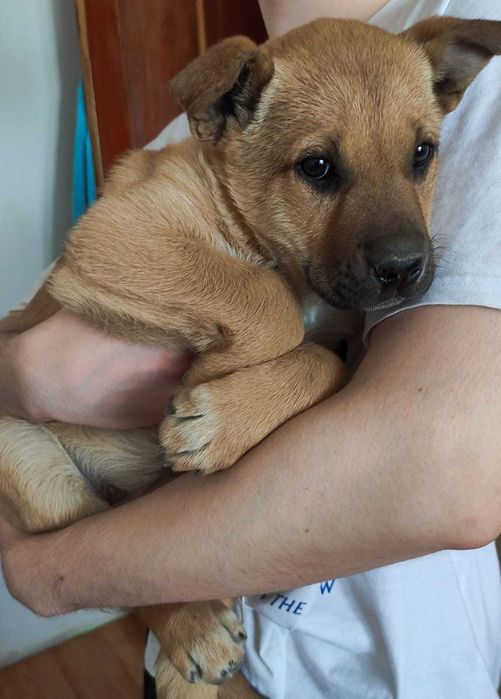 Щенок в добрые ручки.