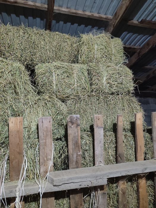 Жонышка сатам.Продам люцерну