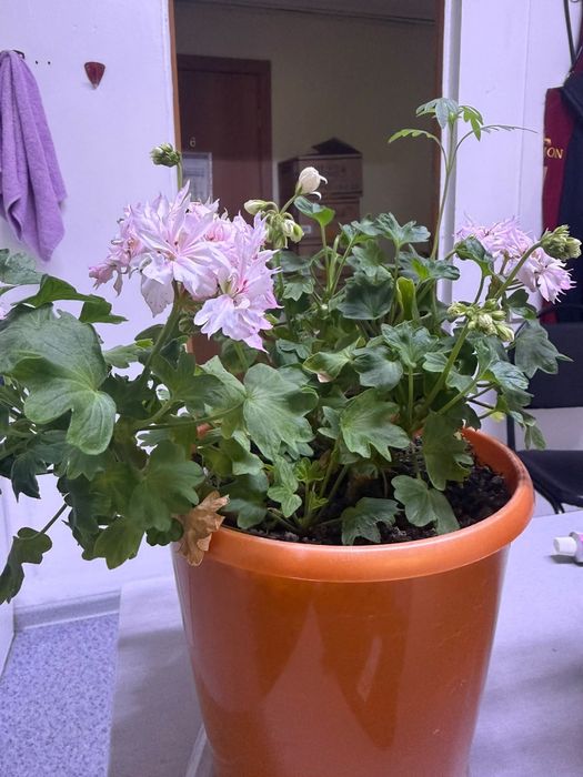 Продам декоративные Герань