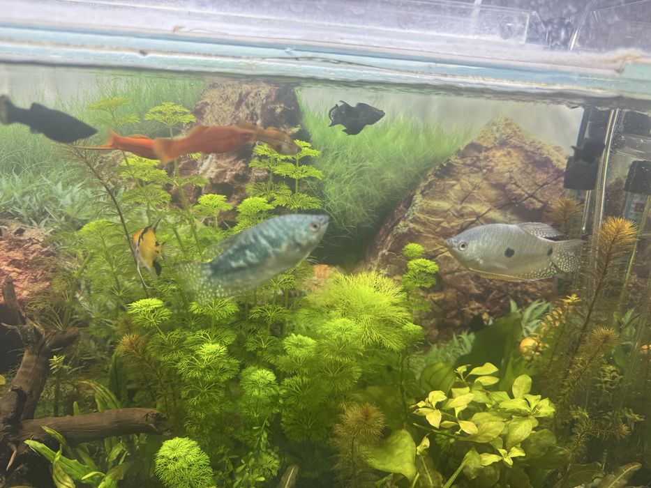 Мраморный гурами крупные пара