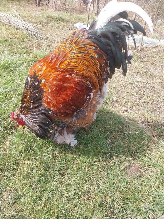 2 cocosi si 4 gaini brahma portelan...locatia Pitesti...