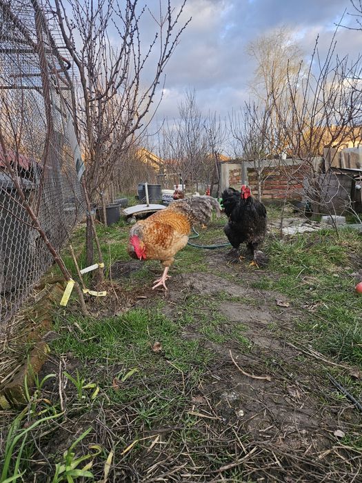 Cocosi sau cocosi: Ameraucana, Leghorn si mixt