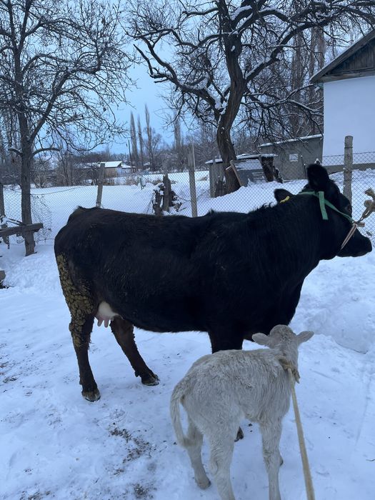 Продается первотелка с теленком