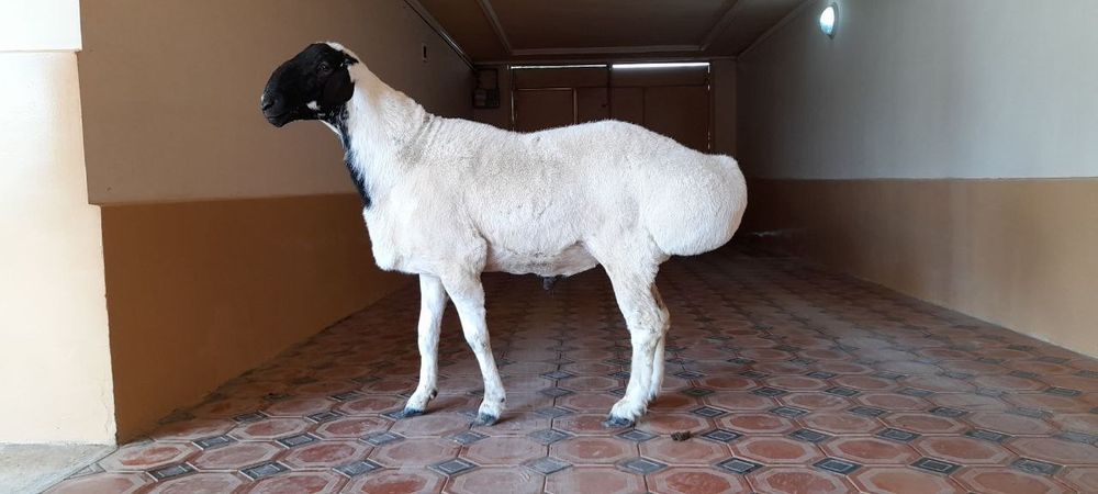 Qurbonlik uchun katta kichik quchqorlar