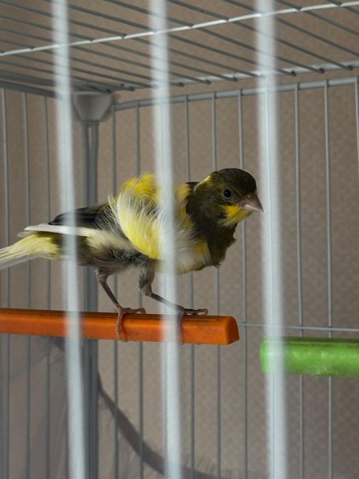 Кенар(Фиорино)))