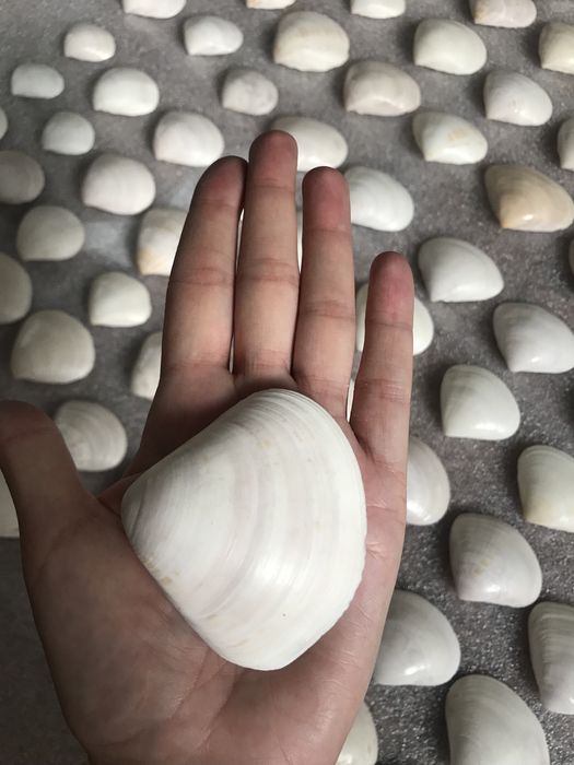 Ракушки для аквариума