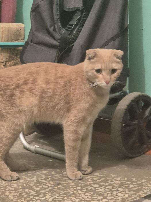 Отдаем кота, породы Скоттиш-фолд