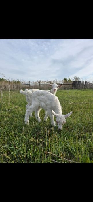 Продам козлят мальчики и девочки