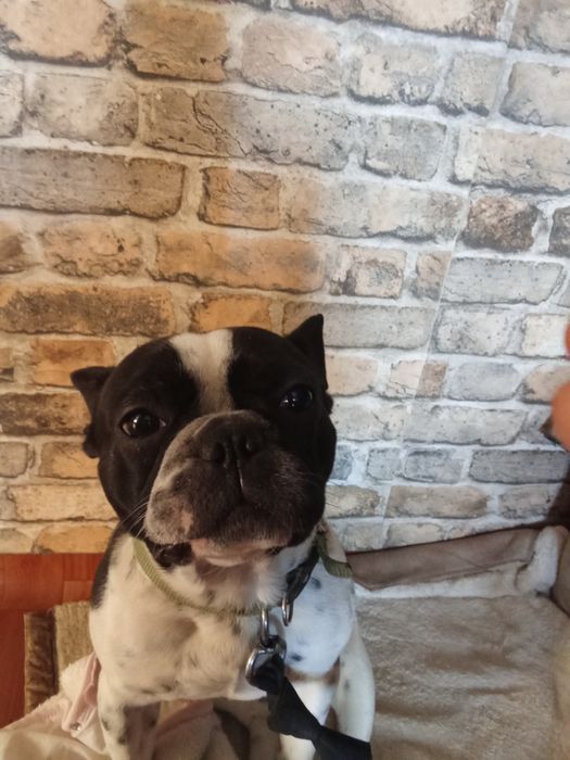 Французский бульдог