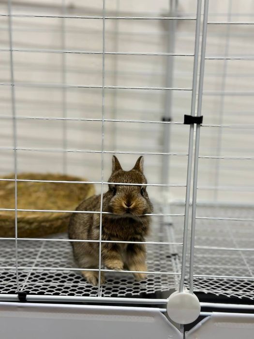 "Barcha Uchun Ideal Uy Hayvoni – Karlik Quyonchalari"

Uy hayvoni s