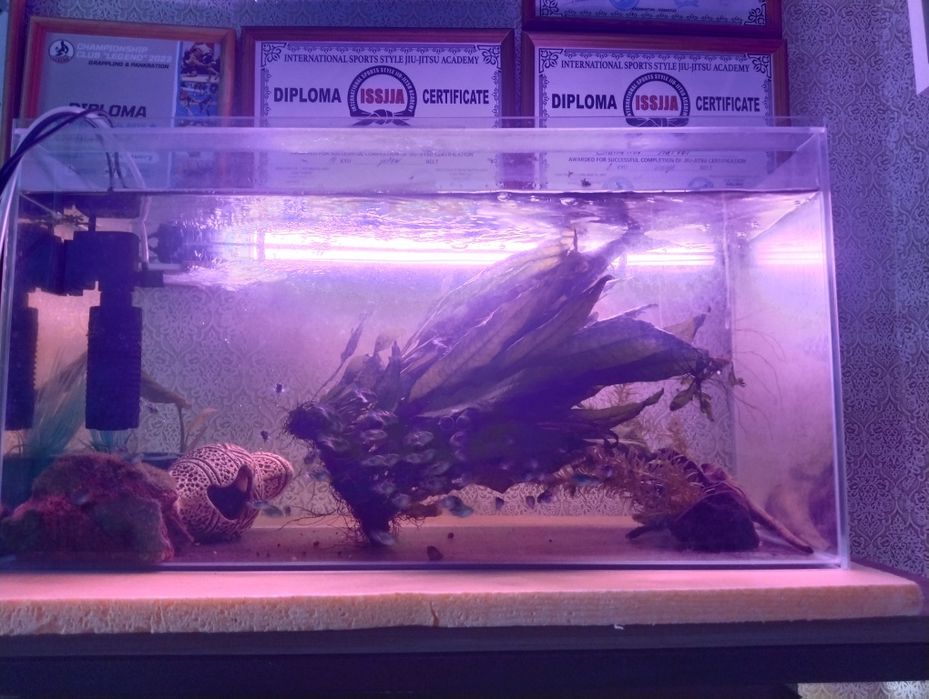 Растения для аквариума