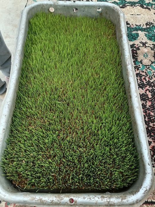 Домашние ,тухум,,халол савдо