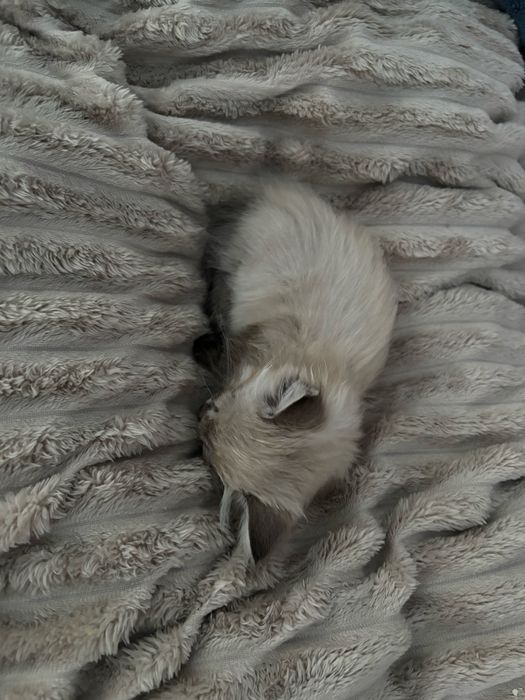 отдам котенка в добрые руки