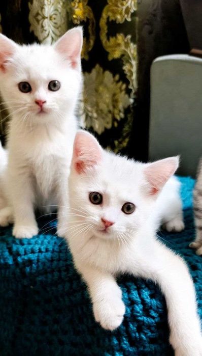 Белые скотиш страйт