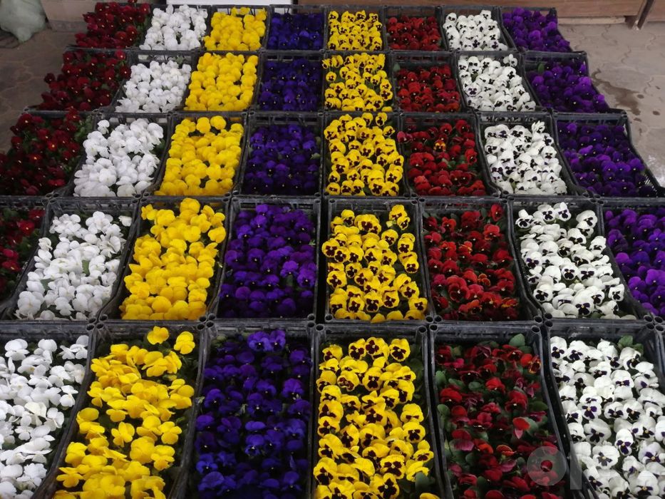 Viola F1  Kapale  Виола