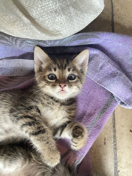 Котята бесплатно