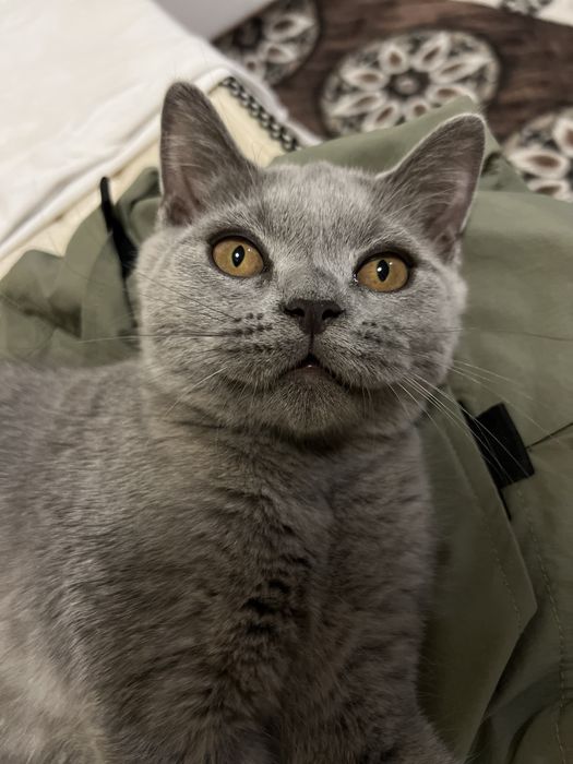 БРИТАНСКИЙ 5 ойлик угил сотилади