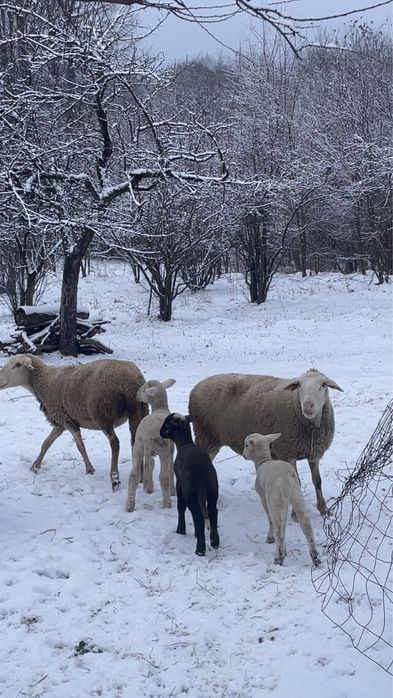 Vand oi rasa rasa lacaune