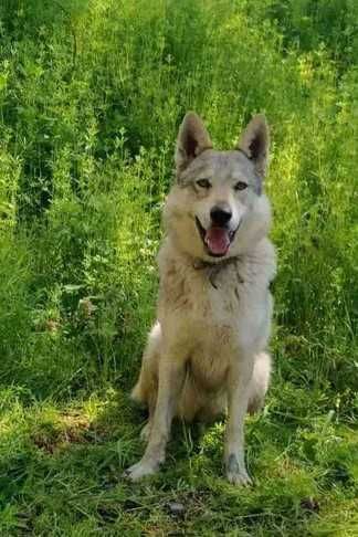 Чехословашки вълчак - немска овчарка + вълк