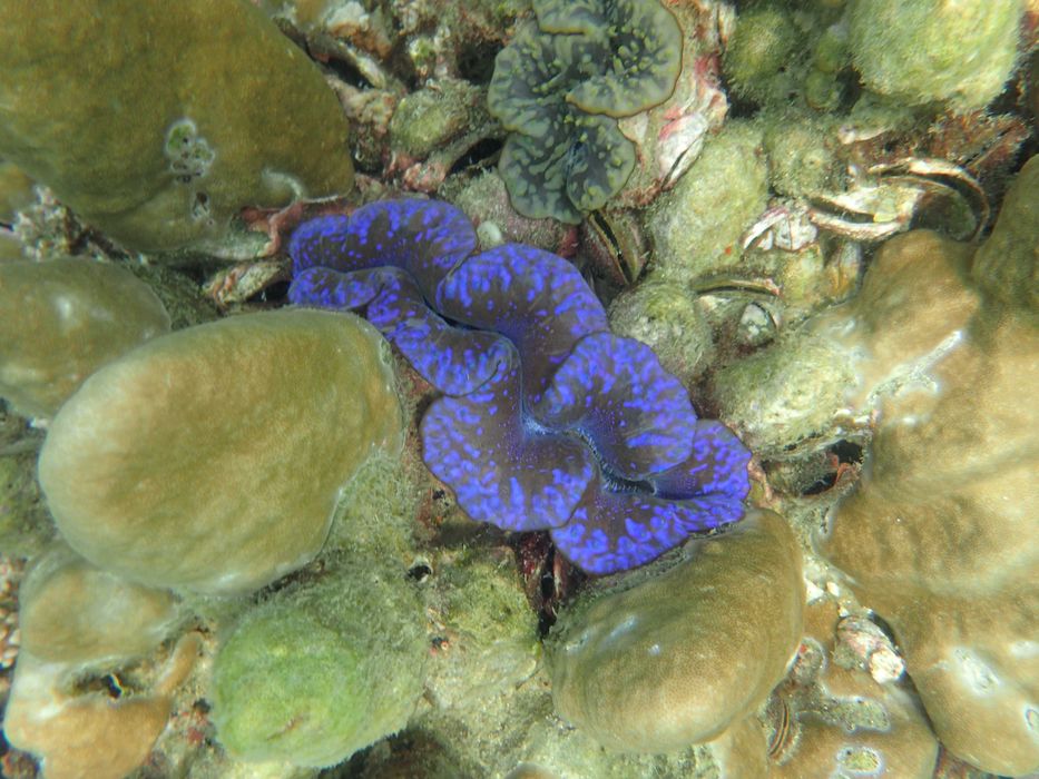 Водоустойчив и прахоустойчив фотоапарат Olympus TG-870