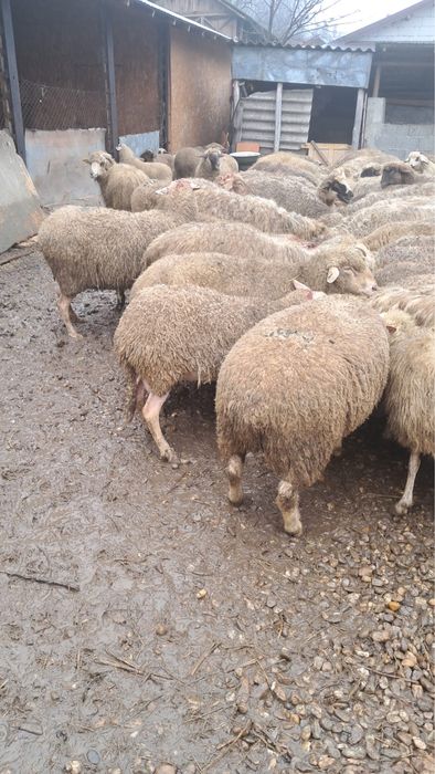 Vand oi sterpe grase