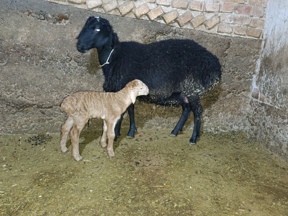 Solu quylar solu quylar